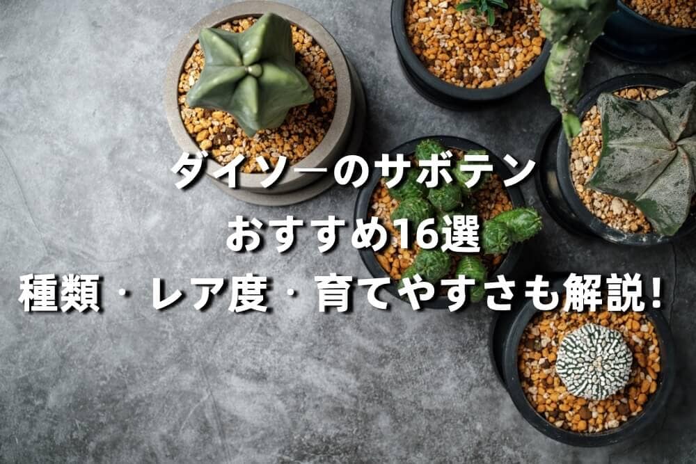 ダイソーのサボテンおすすめ16選｜種類・レア度・育てやすさも解説！