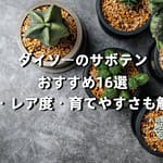 ダイソーのサボテンおすすめ16選｜種類・レア度・育てやすさも解説！