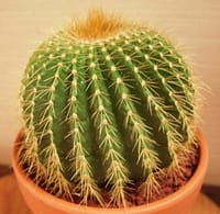 ノトカクタスの画像