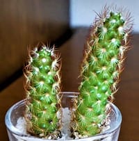 黄金司の画像