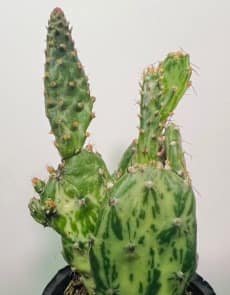ハツヒノデの画像