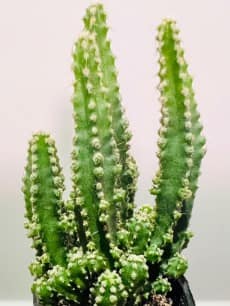 セレウスの画像