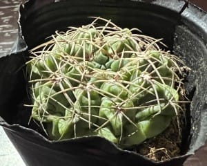 ヒカダマ
