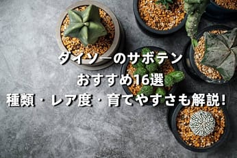 ダイソーのサボテンおすすめ16選|種類・レア度・育てやすさも解説!