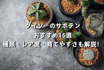 ダイソーのサボテンおすすめ16選|種類・レア度・育てやすさも解説!