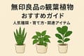 無印良品の観葉植物おすすめガイド｜人気種類・育て方・関連アイテム